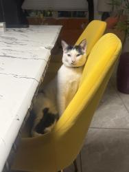 Lost Male Cat last seen Outlook rock trail , Windermere, FL 34786