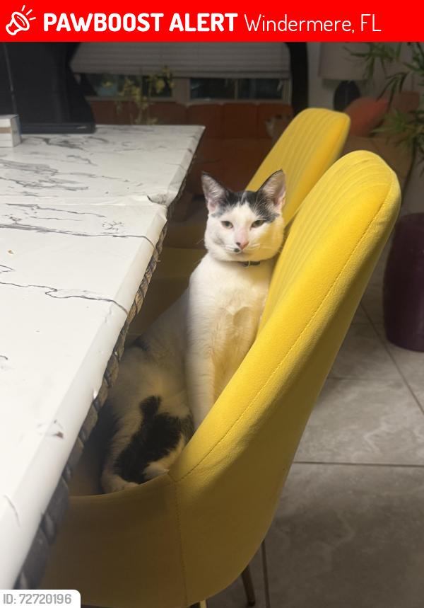 Lost Male Cat last seen Outlook rock trail , Windermere, FL 34786