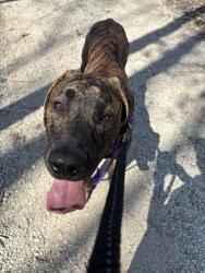 Found/Stray Male Dog last seen Unknown, Downers Grove, IL 60516