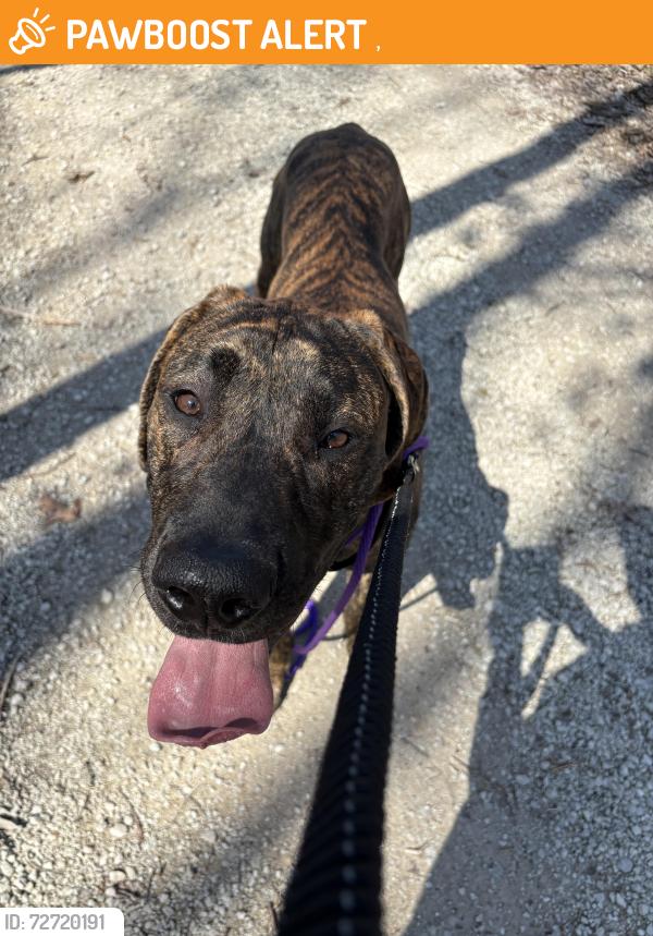 Found/Stray Male Dog last seen Unknown, Downers Grove, IL 60516