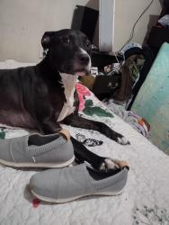 Lost Female Dog last seen East Richmond road, Henrico County, VA 23223