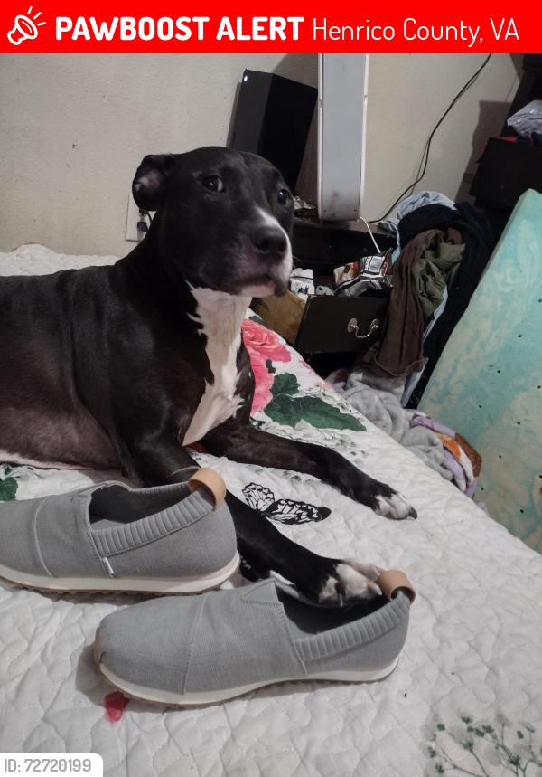 Lost Female Dog last seen East Richmond road, Henrico County, VA 23223