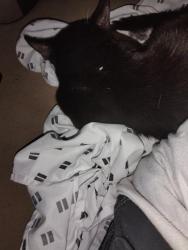 Lost Male Cat last seen Moyewood Area, Greenville, NC 27834