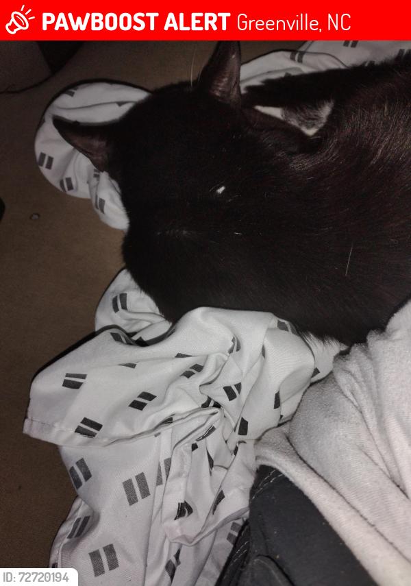 Lost Male Cat last seen Moyewood Area, Greenville, NC 27834