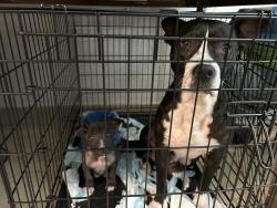 Found/Stray Female Dog last seen Next to tire shop, Waco, TX 76705