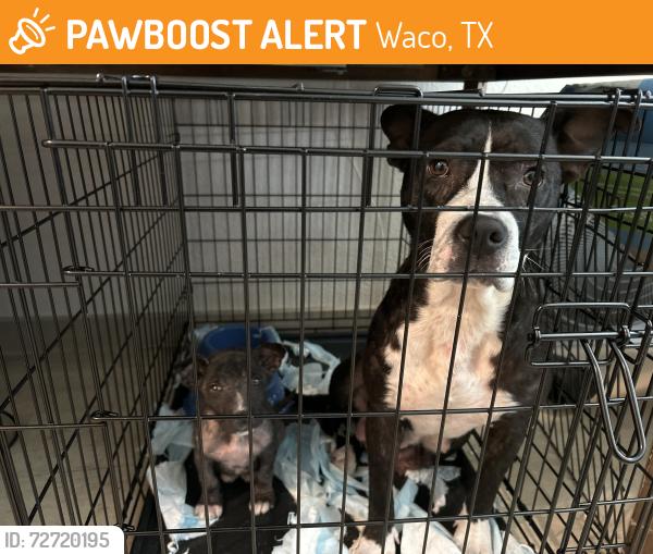 Found/Stray Female Dog last seen Next to tire shop, Waco, TX 76705