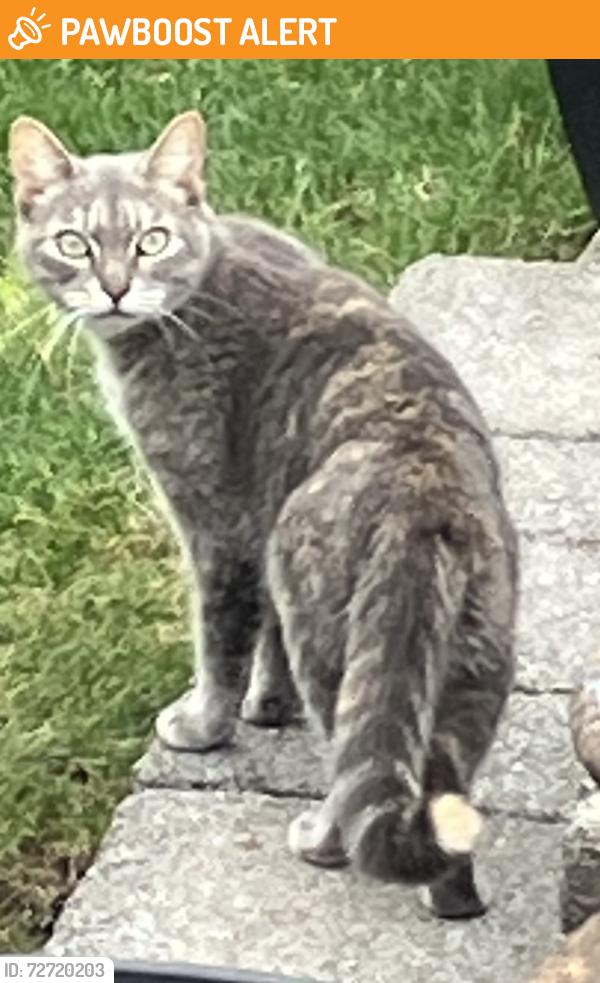 Found/Stray Unknown Cat last seen Vernon Ave and Water St, Woodbridge Township, NJ 07067