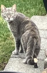 Found/Stray Unknown Cat last seen Vernon Ave and Water St, Woodbridge Township, NJ 07067
