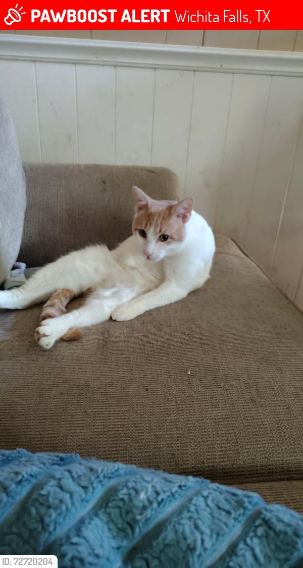 Lost Male Cat last seen Avenue j and Joline , Wichita Falls, TX 76309
