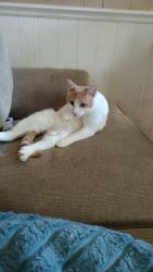 Lost Male Cat last seen Avenue j and Joline , Wichita Falls, TX 76309
