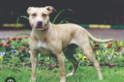 Found/Stray Unknown Dog last seen Theodor Roosevelt area at timucua , Jacksonville, FL 32225
