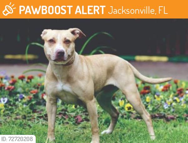 Found/Stray Unknown Dog last seen Theodor Roosevelt area at timucua , Jacksonville, FL 32225