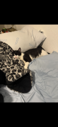 Lost Male Cat last seen Near buckingham way apt’s, Stockton, CA 95207