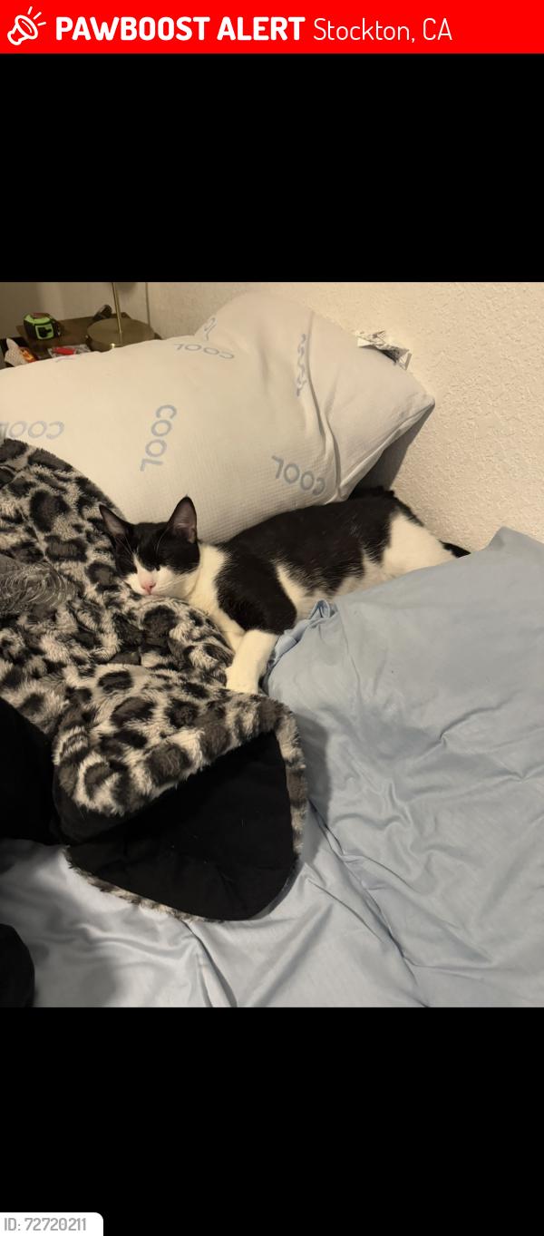 Lost Male Cat last seen Near buckingham way apt’s, Stockton, CA 95207