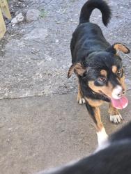 Found/Stray Male Dog last seen 10th street, Killeen, TX 76541