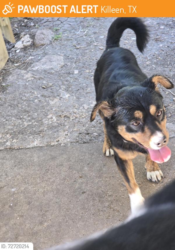 Found/Stray Male Dog last seen 10th street, Killeen, TX 76541
