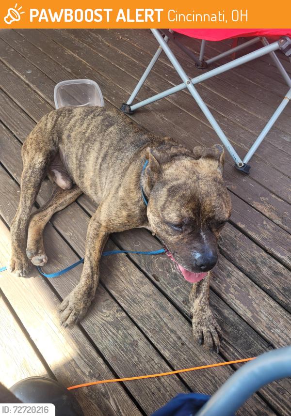 Found/Stray Male Dog last seen Crestline and bassett, Cincinnati, OH 45205