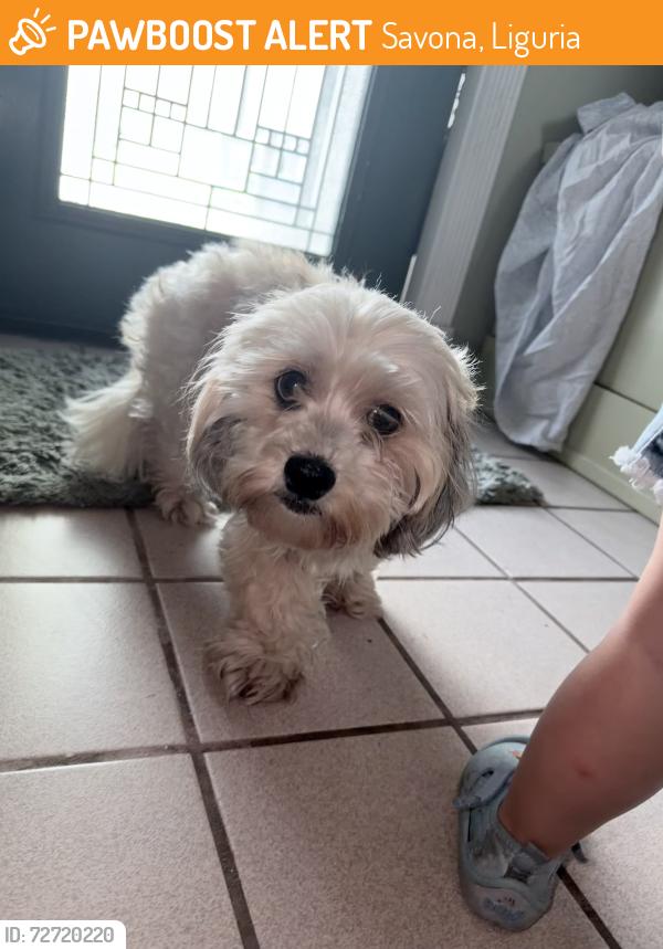 Found/Stray Female Dog last seen Port St. Lucie , Port St. Lucie, FL 34953