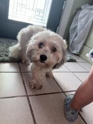Found/Stray Female Dog last seen Port St. Lucie , Port St. Lucie, FL 34953