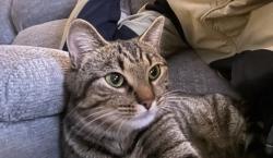 Lost Female Cat last seen Marumsco Creek near Richmond Highway and Mt Pleasant Drive, Woodbridge, VA 22191