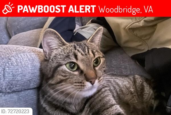 Lost Female Cat last seen Marumsco Creek near Richmond Highway and Mt Pleasant Drive, Woodbridge, VA 22191
