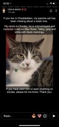 Lost Male Cat last seen Cavendish Close primary School , Chaddesden, England DE21 4GX