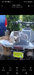 Lost Male Cat last seen Maytown rd, Olympia, WA 98512