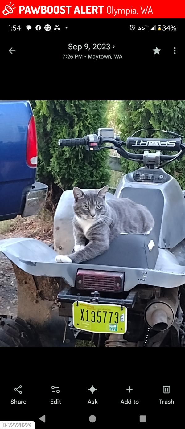 Lost Male Cat last seen Maytown rd, Olympia, WA 98512