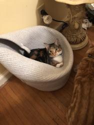 Lost Female Cat last seen 20th and Columbia, Tulsa, OK 74104