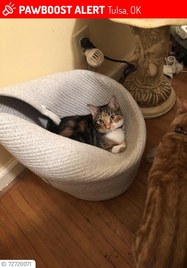 Lost Female Cat last seen 20th and Columbia, Tulsa, OK 74104
