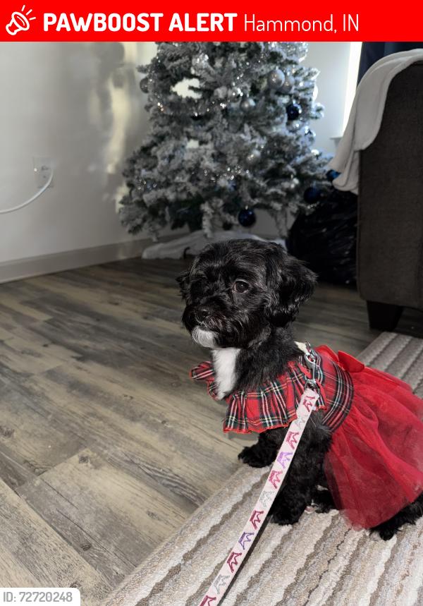 Lost Female Dog last seen Gas station, Hammond, IN 46324