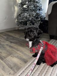 Lost Female Dog last seen Gas station, Hammond, IN 46324