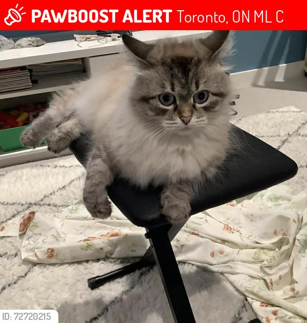 Lost Female Cat last seen Coxwell Avenue & Gerrard Street East, Toronto, ON M4L 3C9