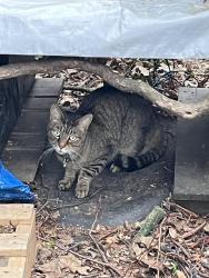 Found/Stray Unknown Cat last seen Iris, Frankstown Estates, PA 15235