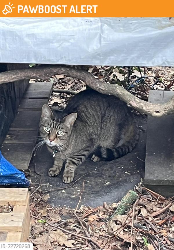 Found/Stray Unknown Cat last seen Iris, Frankstown Estates, PA 15235