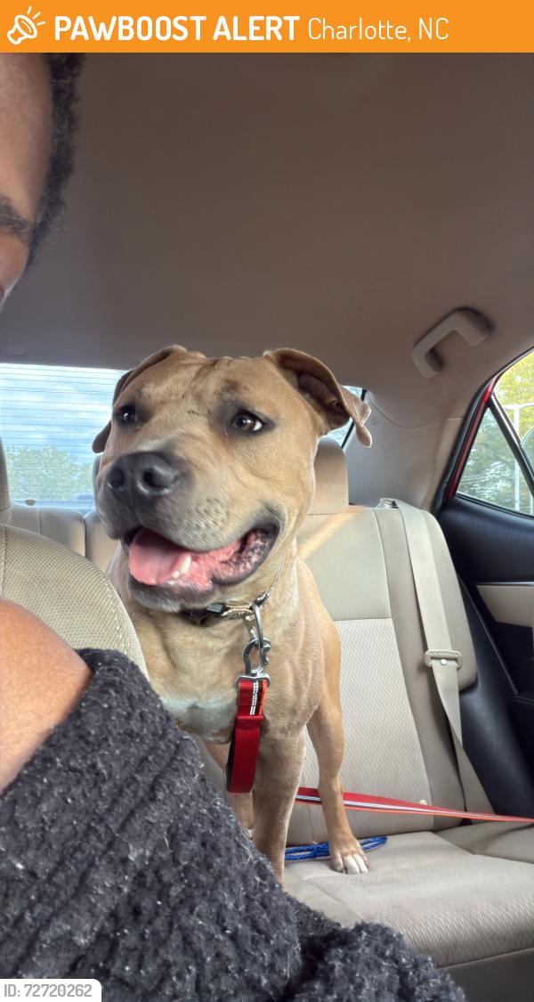 Found/Stray Male Dog last seen billingham dr charlotte, nc , Charlotte, NC 28269