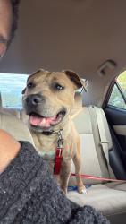 Found/Stray Male Dog last seen billingham dr charlotte, nc , Charlotte, NC 28269