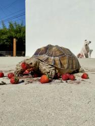 Lost Unknown Reptile last seen Slauson & West , Los Angeles, CA 90043