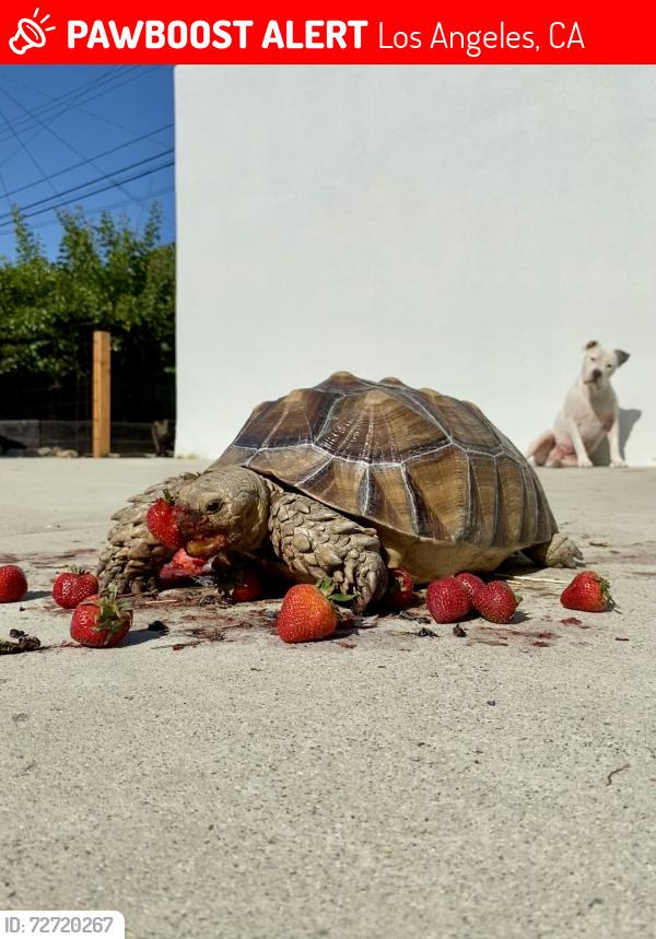 Lost Unknown Reptile last seen Slauson & West , Los Angeles, CA 90043