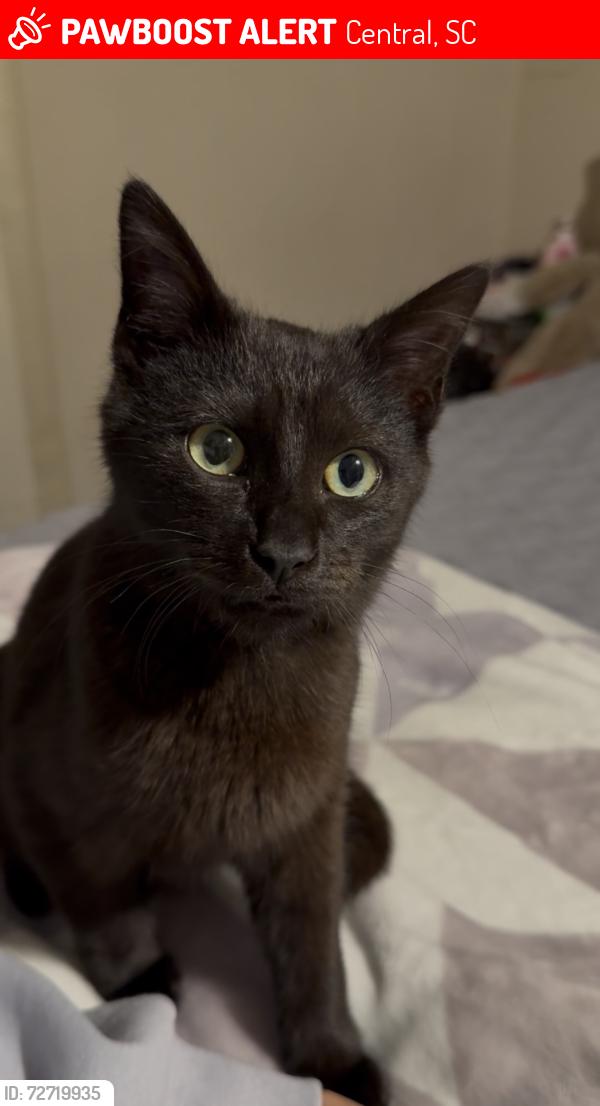 Lost Male Cat last seen Near Taylor ST, Central, SC , Central, SC 29630