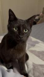 Lost Male Cat last seen Near Taylor ST, Central, SC , Central, SC 29630
