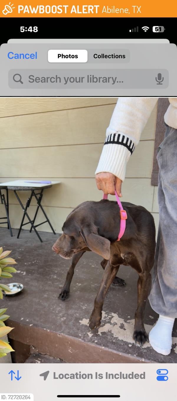Found/Stray Female Dog last seen North 18, Abilene texas, Abilene, TX 79603