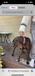 Found/Stray Female Dog last seen North 18, Abilene texas, Abilene, TX 79603