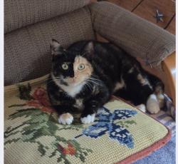 Lost Female Cat last seen Meder St, Santa Cruz, CA 95060