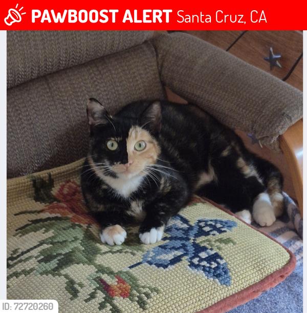 Lost Female Cat last seen Meder St, Santa Cruz, CA 95060