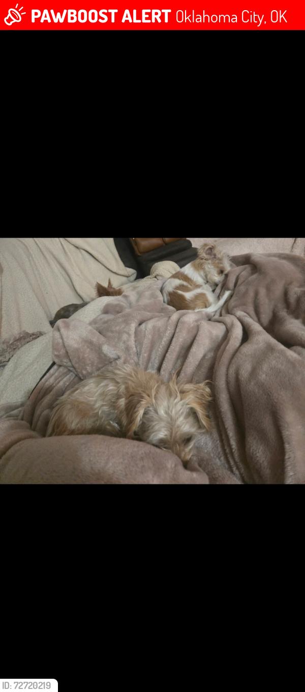 Lost Female Dog last seen Near sw 69th street Oklahoma city Oklahoma 73159, Oklahoma City, OK 73159