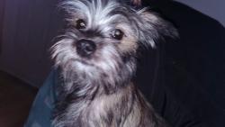Lost Female Dog last seen Taylor st and Pearson, New Castle, PA 16101