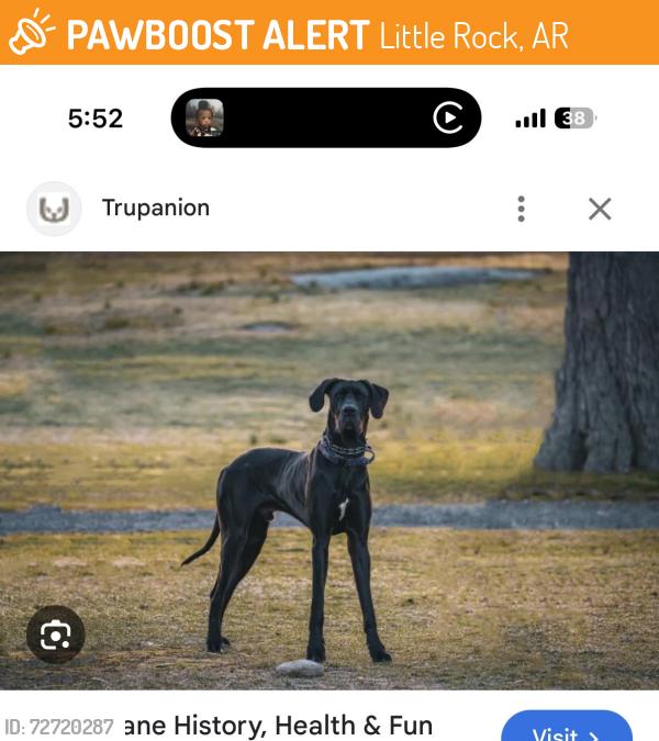 Found/Stray Unknown Dog last seen UAMS boulevard and capitol , Little Rock, AR 72205