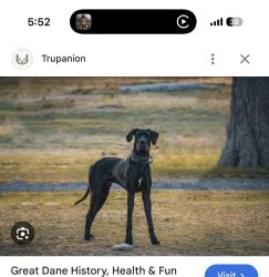 Found/Stray Unknown Dog last seen UAMS boulevard and capitol , Little Rock, AR 72205