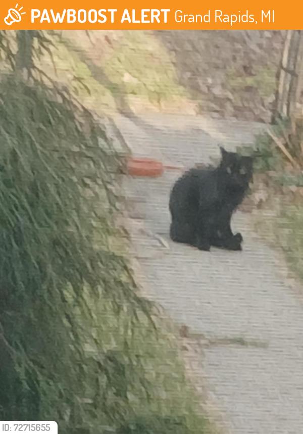 Found/Stray Unknown Cat last seen Near Paris Ave SE, Grand Rapids, MI, USA, Grand Rapids, MI 49503